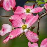 2 Pink Dogwood Plants Live 8-14 Inch Tall, Dogwood Tree Live Plant for Planting Quart Pot, Pink Dogwood Live Plant Dogwood Bush, Dogwood Plant Live, Dogwood Flowers
