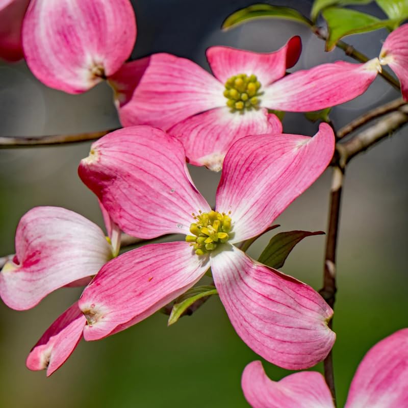 2 Pink Dogwood Plants Live 8-14 Inch Tall, Dogwood Tree Live Plant for Planting Quart Pot, Pink Dogwood Live Plant Dogwood Bush, Dogwood Plant Live, Dogwood Flowers