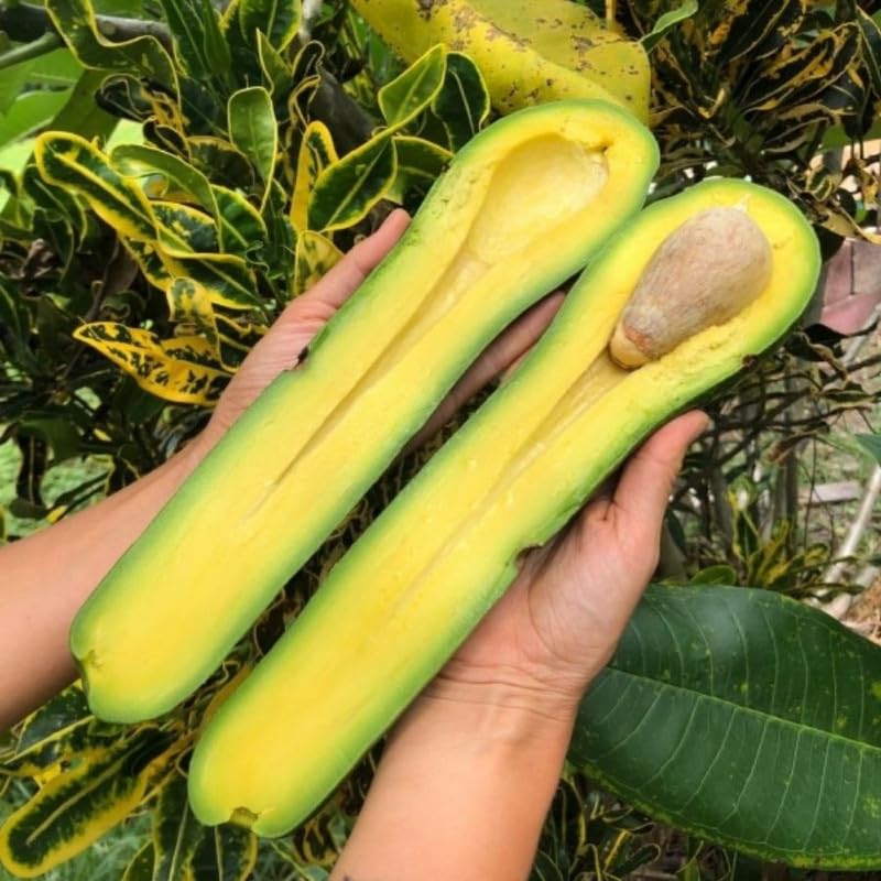 Long Neck Avocado Tree 3 Feet Up, Russell Long Neck Avocado Fruit Tree Live Plant, Ready to Grow