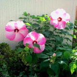 Pink Hibiscus Plant Live, Hardy Hibiscus Flowers for Outdoor Landscapes, 5-9 Inch Height, Ornamental Hibiscus Bush Shrub, Well-Rooted, No Pot