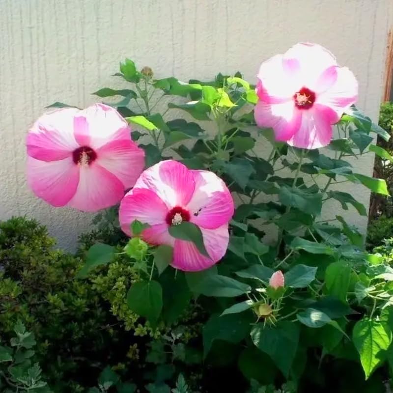 Pink Hibiscus Plant Live, Hardy Hibiscus Flowers for Outdoor Landscapes, 5-9 Inch Height, Ornamental Hibiscus Bush Shrub, Well-Rooted, No Pot