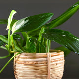 2 Rare Philodendron Live Plants Varieties Collection, Philodendrons Plants Size 5-9 Inc for Indoor Houseplant Décor, Ornamental Tropical Well-Rooted (Monstera Variegated Yellow Green)