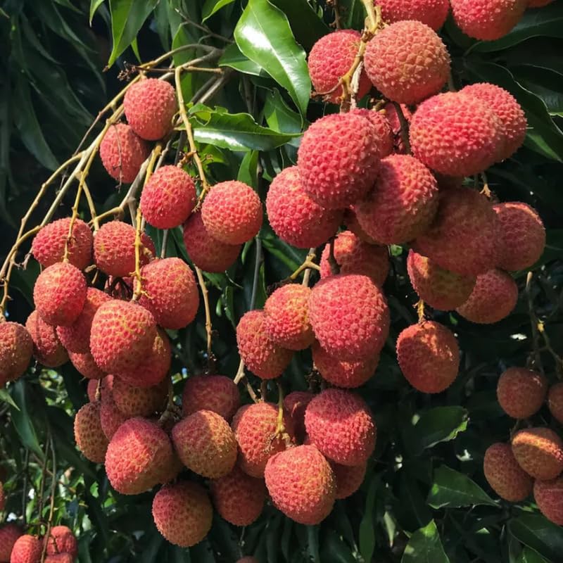 Sweet Heart Lychee Tree Live Plant 10-12 Inch Tall, Sweet Lychee Plant Live, Tropical Litchi Fruit Tree, Half Gallon Pot