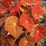 Combo 4 Begonias Houseplant Live Indoor, Red Orange Begonia Maculata Live Plant, Autumn Begonias Live Plants Outdoor, 4 to 8 Inc Tall