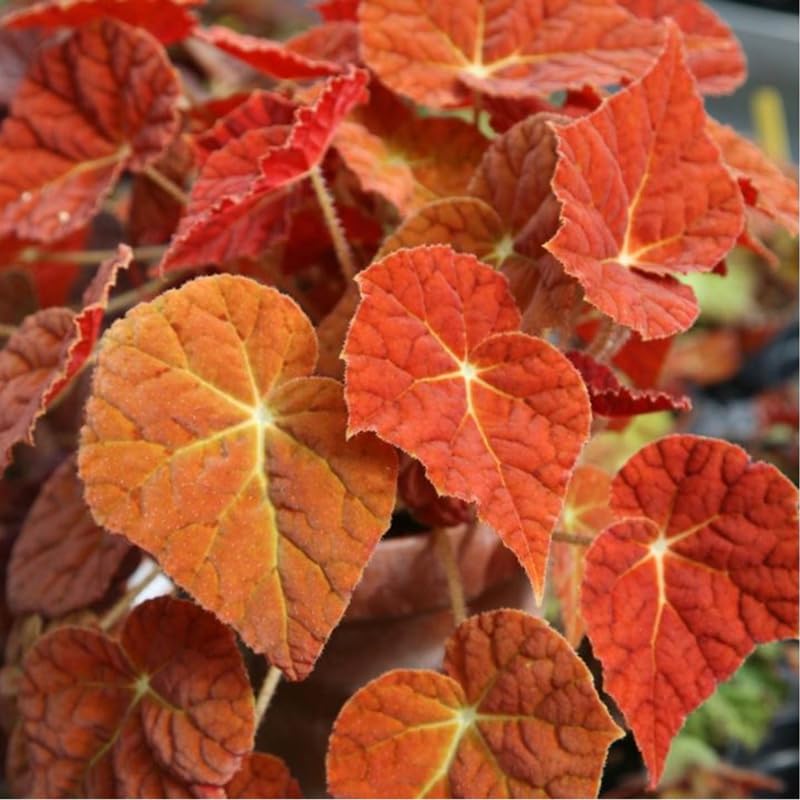 Combo 3 Red Orange Autumn Begonia Plants Live, Begonia Maculata Live Plant, Begonias Live Plants Outdoor, 4 to 8 Inc Tall