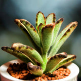 Kalanchoe Live Plant, Kalanchoe Mother of Thousands, Variegated Succulent Houseplant Indoor, 2 Inch Pot (Chocolate)