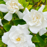 Gardenia Plant Live, Fragrant White Blooms, Jasmine Gardenia Plant, 5-7 Inches Tall in 3.5'' Pot, Jasmine Flower for Indoor Outdoor Growing