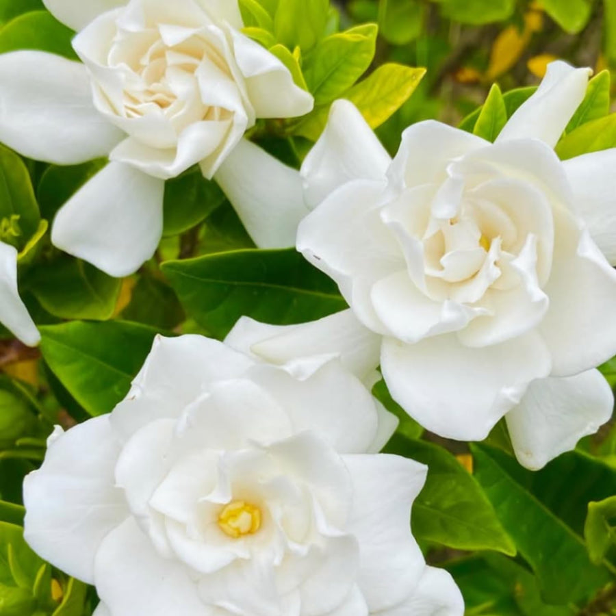 Gardenia Plant Live, Fragrant White Blooms, Jasmine Gardenia Plant, 5-7 Inches Tall in 3.5'' Pot, Jasmine Flower for Indoor Outdoor Growing