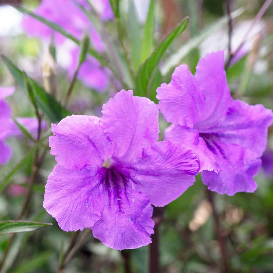 2 Mexican Petunias Live Plants - Petunia Plants Live, Live Petunia Plants Outdoor Garden - Zone 8 to 11, Size 4 to 7 Inch Tall, Purple