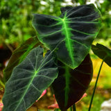 3 Colocasia Plants Live, Elephant Ear Caladium Esculenta Plants, 5 to 8 Inc Tall (Dark Dreen to Black Leaves)