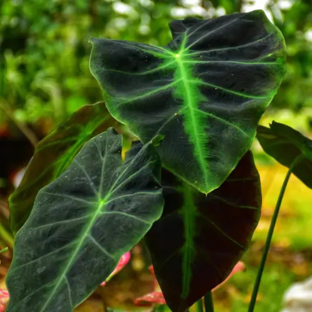 3 Colocasia Plants Live, Elephant Ear Caladium Esculenta Plants, 5 to 8 Inc Tall (Dark Dreen to Black Leaves)