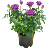 Purple Mini Rose Plant Live, Miniature Rose Bush in 3" Pot, Indoor Outdoor Flowering Plant, Compact Live Rose for Gifts and Gardens