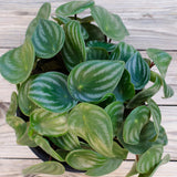 Watermelon Peperomia Live Plant, Houseplant Peperomia in 4 Inc Pot, Green Sliver Leaves