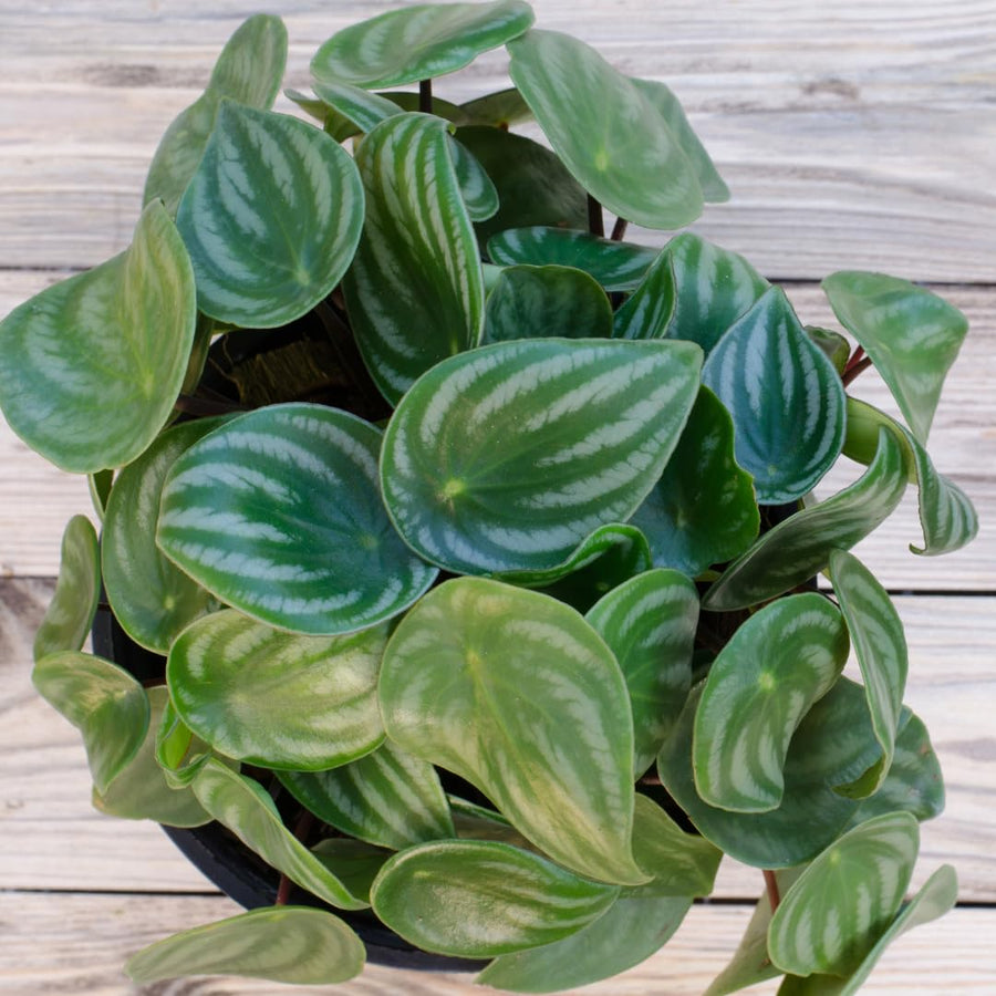 Watermelon Peperomia Live Plant, Houseplant Peperomia in 4 Inc Pot, Green Sliver Leaves