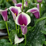 Set 3 White Purple Calla Lily Bulbs for Outdoor Planting, Ornamental Flowers for Patio Pots, Landscape Borders and Garden, Flower Bulbs for Growing