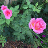 Rose Bush Live Plant - Climbing Rose Plant Live Shrub - Bareroot with Soil 7-10 Inch Tall - Fragrant Rose Flowers Heirloom Rose Shrub (Pink Yellow Rose)
