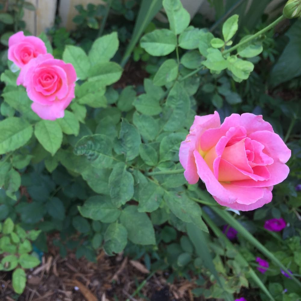 Rose Bush Live Plant - Climbing Rose Plant Live Shrub - Bareroot with Soil 7-10 Inch Tall - Fragrant Rose Flowers Heirloom Rose Shrub (Pink Yellow Rose)
