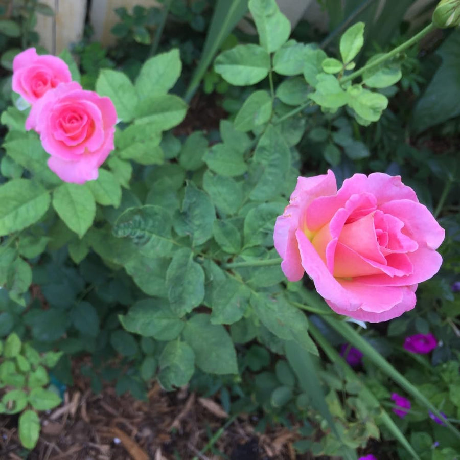 Rose Bush Live Plant - Climbing Rose Plant Live Shrub - Bareroot with Soil 7-10 Inch Tall - Fragrant Rose Flowers Heirloom Rose Shrub (Pink Yellow Rose)
