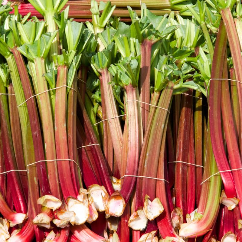 5 Rhubarb Plants for Planting, Red Stalks Rhubarb Roots, Large Size, Fast Growing, Hardy Perennial Vegetable for Outdoor Planting