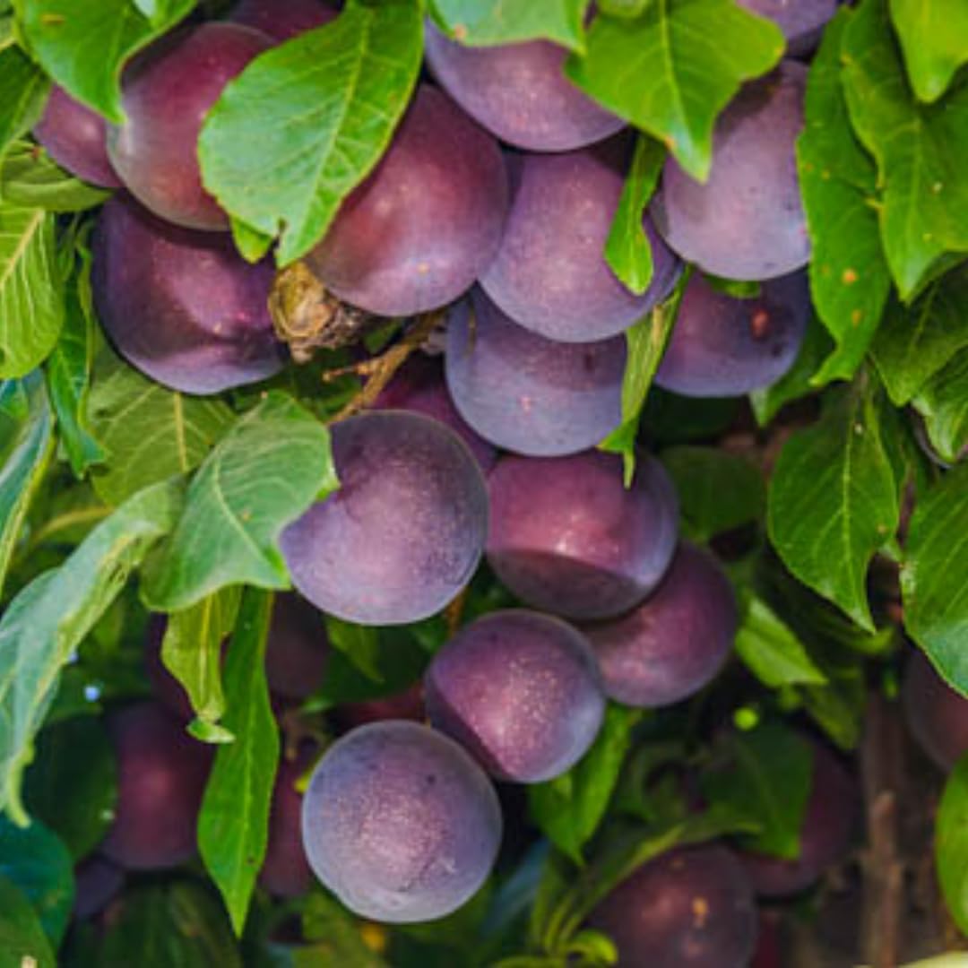 1 Year Old Live Plum Tree Plant for Planting, Sweet Cold Hardy Plum Trees Live Plants, Winter Hardy for Year Round Planting