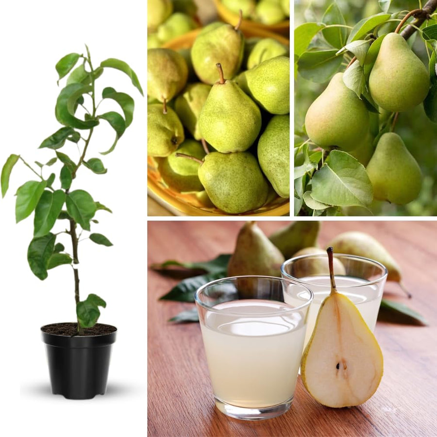 Pear Tree Live Plant, Live Pear Plant Tree, 2 to 3 Feet Tall, Pear Live Plant, Pear Tree Plant for Garden, Sweet Fruit Plant Indoor
