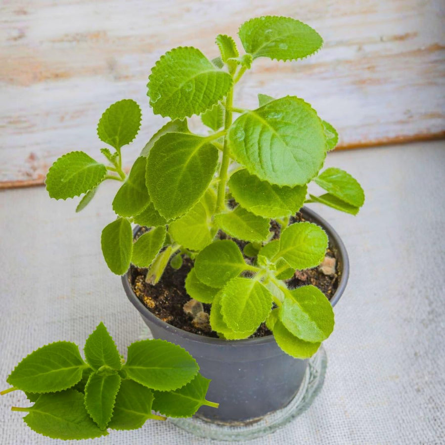 2 Cuban Oregano Live Plants Herbs, 5-9" in Tall Very Well-Rooted, Vegetables Mexican Mint or Spanish Thyme Ready to Plant Outdoor Spring