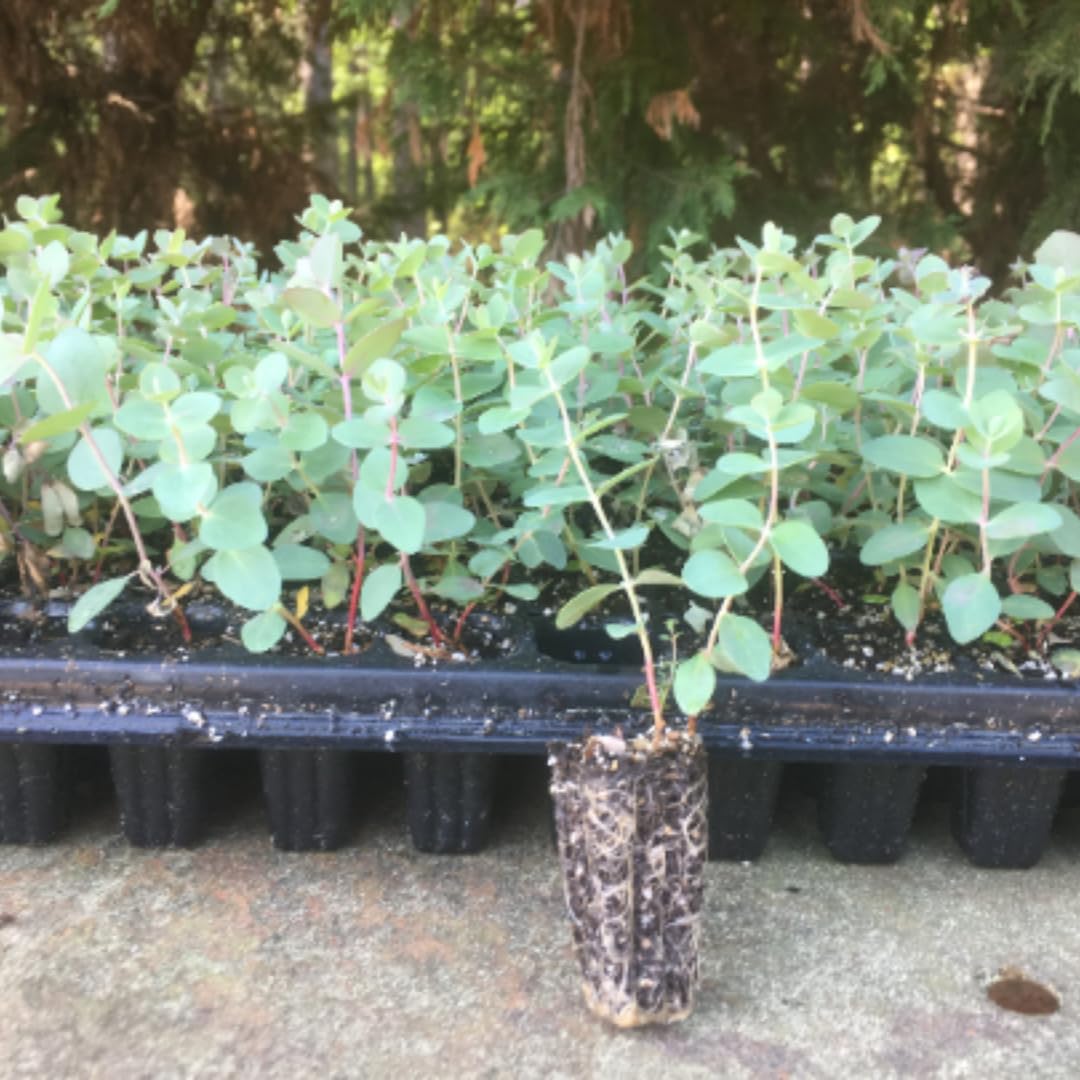 2 Baby Blue Eucalyptus Trees Live Plants - 5 to 9 Inches Tall Starter Plant, Fragrant Leaf, Hardy, Dormant in Winter