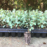 2 Baby Blue Eucalyptus Trees Live Plants - 5 to 9 Inches Tall Starter Plant, Fragrant Leaf, Hardy, Dormant in Winter