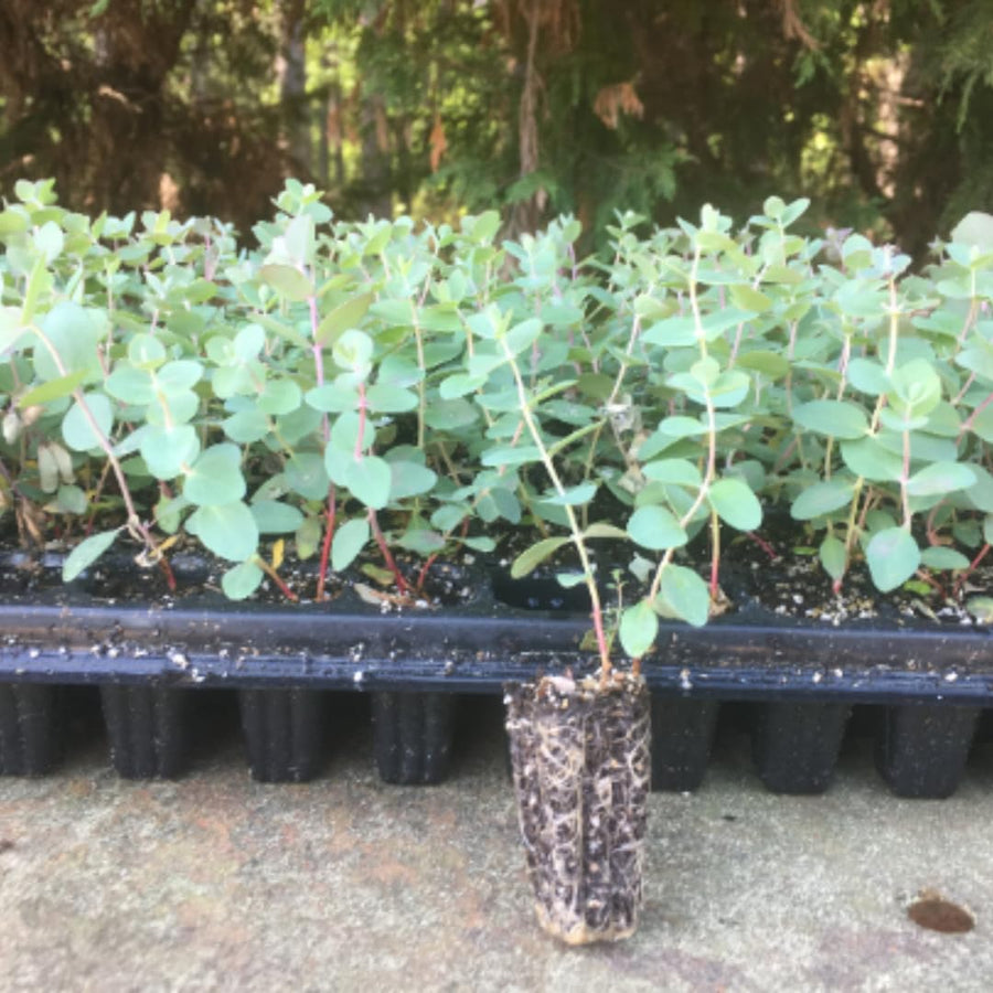 2 Baby Blue Eucalyptus Trees Live Plants - 5 to 9 Inches Tall Starter Plant, Fragrant Leaf, Hardy, Dormant in Winter