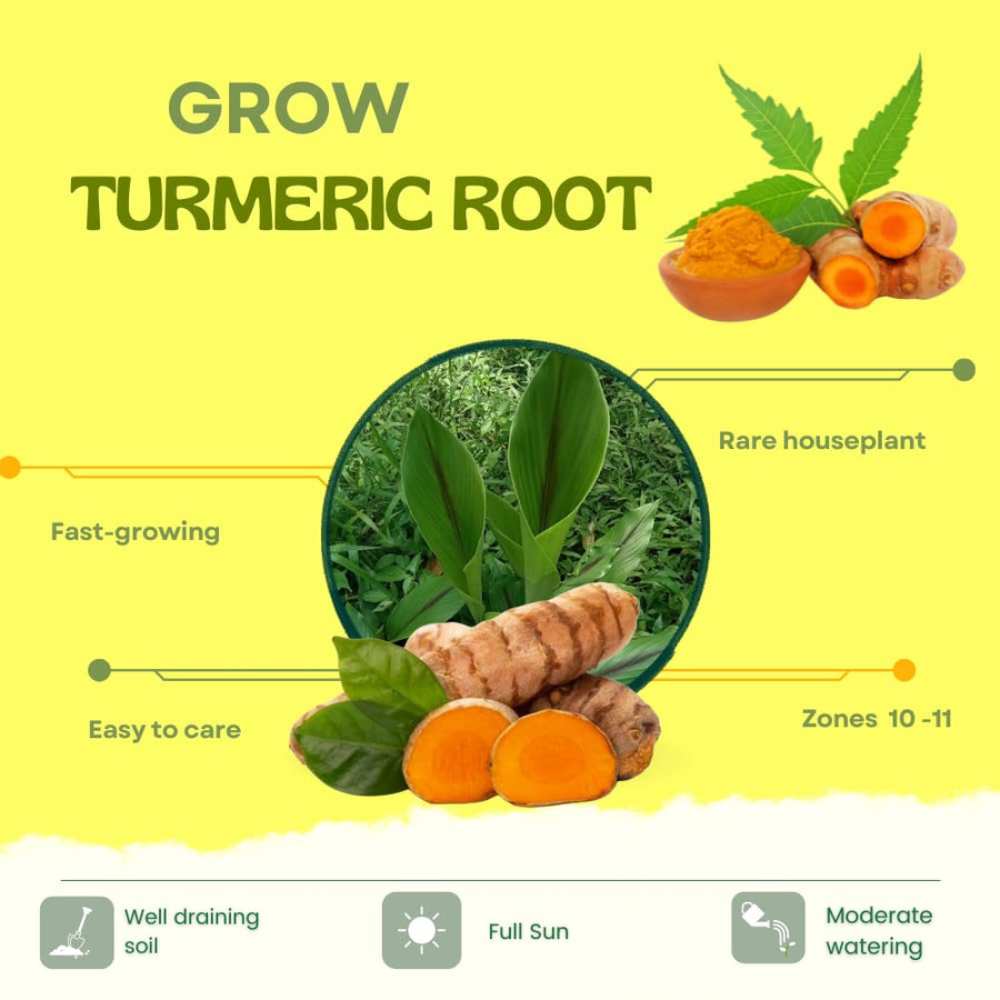 15 Yellow Turmeric Roots for Planting, Curcuma Turmeric Rhizomes, Live Curcuma Roots, Hardy Perennial Herb Plants