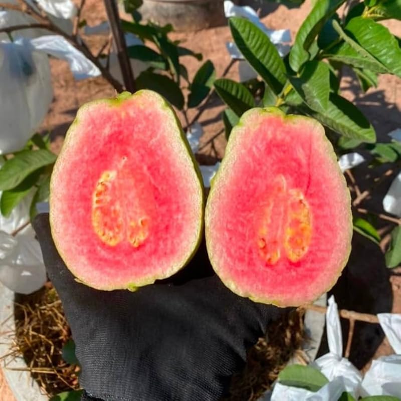 Pink Guava Tree Live, Tropical Fruit Tree, 8-10" Tall, Sweet Guava Plant for Outdoor or Indoor Planting