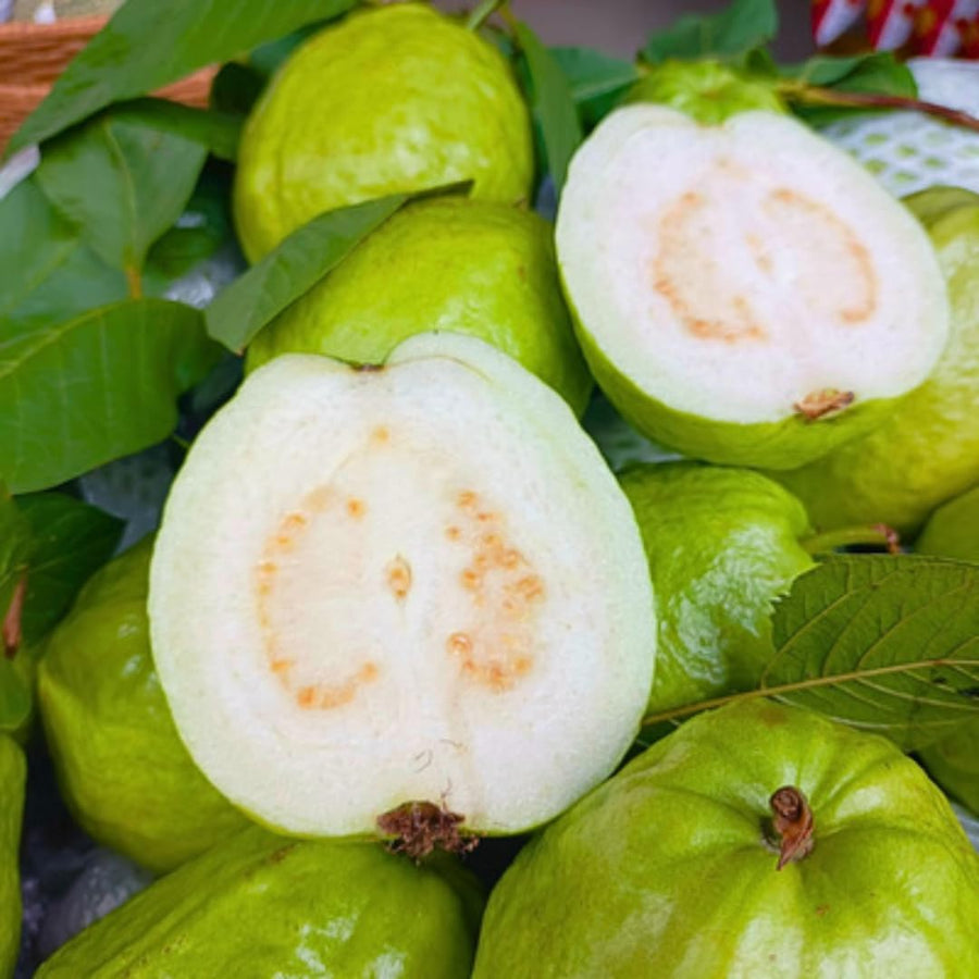 Live White Guava Tree Plant in Pot, 7-12" in Tall, Sweet Tropical Fruit Tree, Zones 9-11, Fast-Growing Guava Seedling