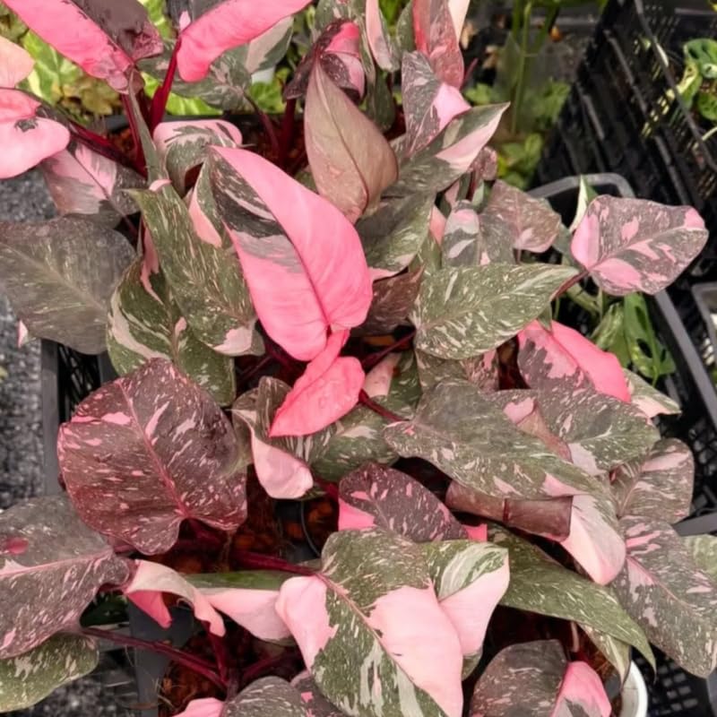 2 Rare Philodendron Live Plants Varieties Collection, Philodendrons Plants Size 5-9 Inc for Indoor Houseplant Décor, Ornamental Tropical Well-Rooted (Pink Princess Philodendron Plants)