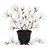 Magnolia Tree Live Plant in 2.5'' Pot, Magnolia Starter Tree, Ornamental Flowering Tree, Outdoor or Container Growing (White Magnolia)