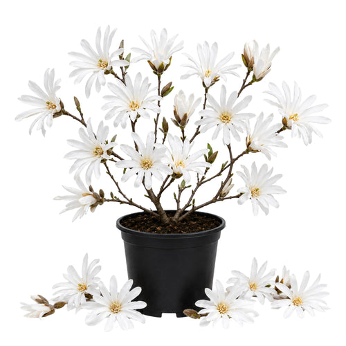 Magnolia Tree Live Plant in 2.5'' Pot, Magnolia Starter Tree, Ornamental Flowering Tree, Outdoor or Container Growing (White Magnolia)