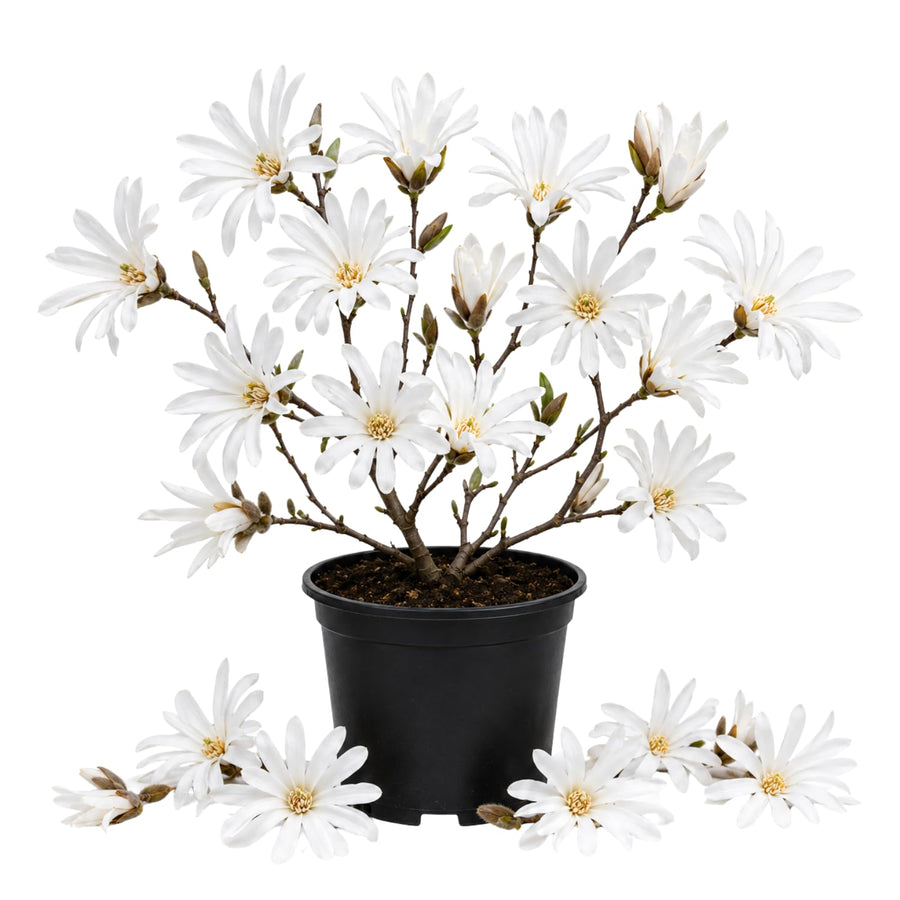 Magnolia Tree Live Plant in 2.5'' Pot, Magnolia Starter Tree, Ornamental Flowering Tree, Outdoor or Container Growing (White Magnolia)