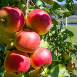 2-3 Ft Apple Tree Live Plant Bare Root, Live Apple Plant, Cold Hardy Fruit Plants for Home Garden Planting Spring (Red Green)