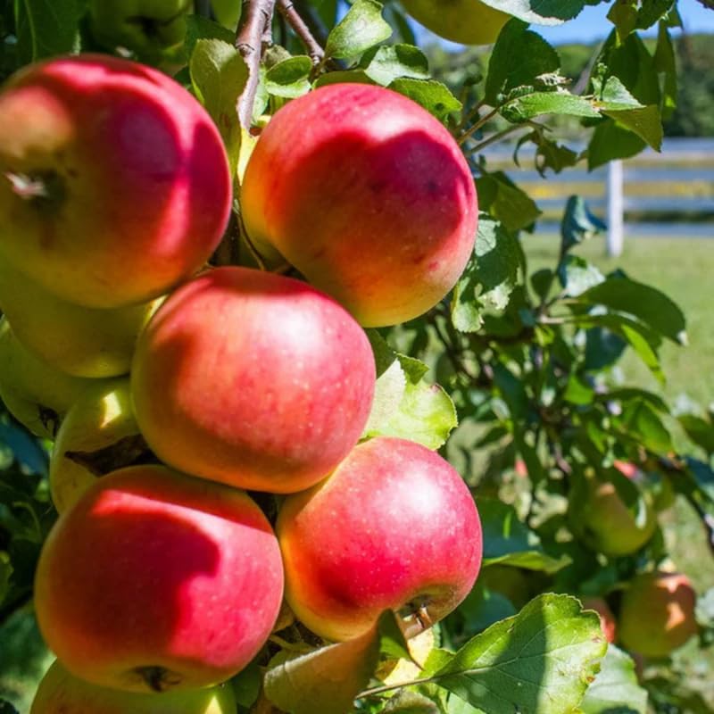 2-3 Ft Apple Tree Live Plant Bare Root, Live Apple Plant, Cold Hardy Fruit Plants for Home Garden Planting Spring (Red Green)