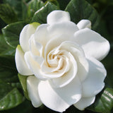 Live White Gardenia Plant, Fragrant Jasmine Gardenia Flower Plant, 5-7 Inches Tall in 3.5 Inch Pot, Well-Rooted, Ready to Grow Indoors or Outdoors