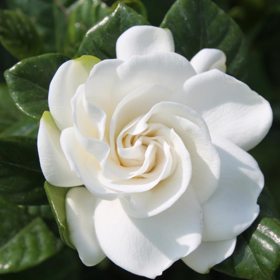 Live White Gardenia Plant, Fragrant Jasmine Gardenia Flower Plant, 5-7 Inches Tall in 3.5 Inch Pot, Well-Rooted, Ready to Grow Indoors or Outdoors