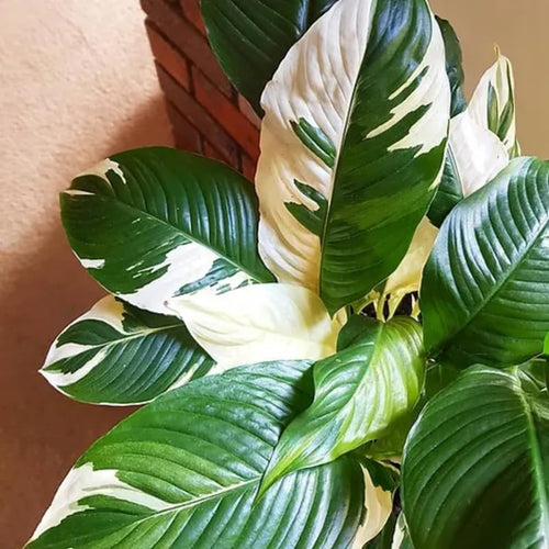 Set 4 Variegated Peace Lily Plants Indoor Live Plant, White Lily Flower Plant Live for Houseplant, 4 to 8 Inc Lily Plant for Indoor Outdoor Planting