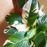 Set 4 Variegated Peace Lily Plants Indoor Live Plant, White Lily Flower Plant Live for Houseplant, 4 to 8 Inc Lily Plant for Indoor Outdoor Planting