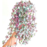 Variegated String of Hearts Plant Live, Ceropegia Woodii Variegata, in 2.5" Pot, Rare Trailing Succulent Vine for Indoor Hanging Pots