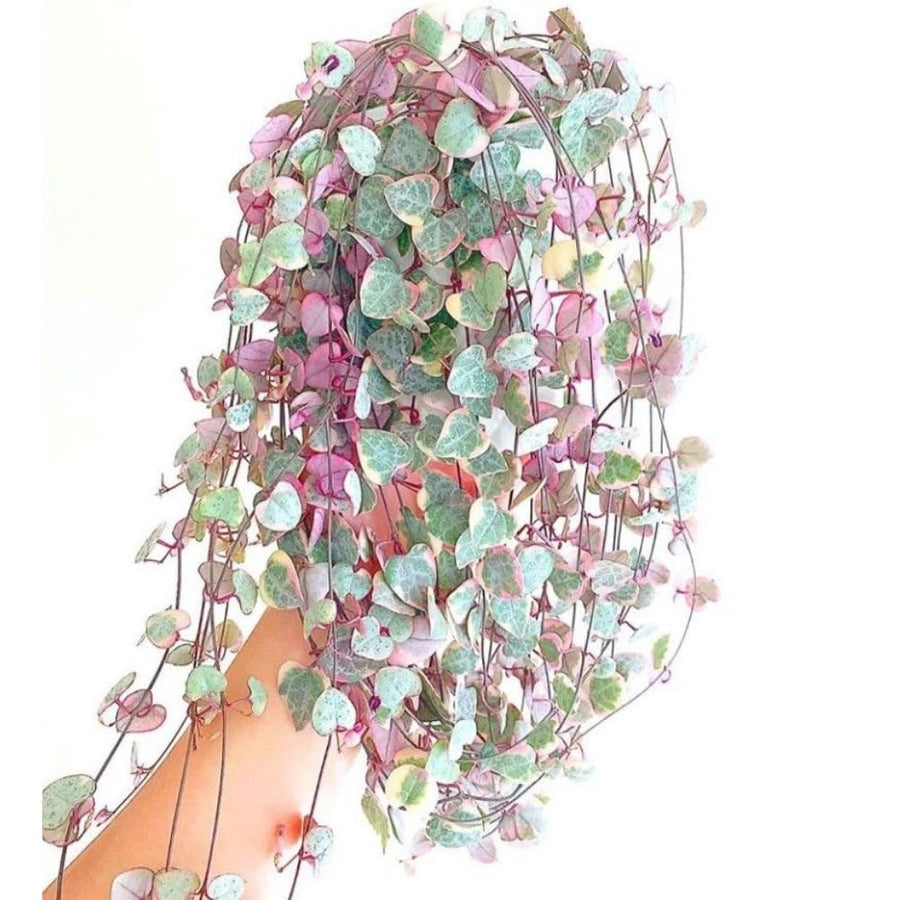 String of Hearts Plant Live, Ceropegia Woodii Variegata, in 4" Pot, Rare Trailing Succulent Vine for Indoor Hanging Pots (Variegated String of Hearts Plant)