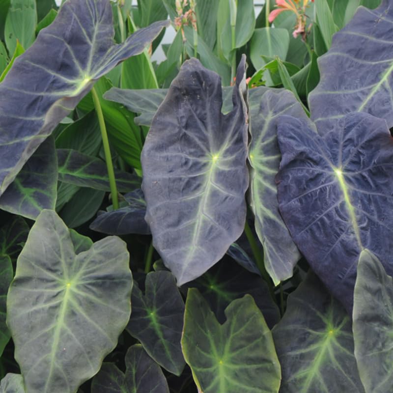 Alocasia Plant Live, Rare Elephant Ear Plant Indoor in 4 Inch Pot, Tropical Foliage, Compact Houseplant for Office, Room and Home Décor - Green Vein