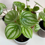 Watermelon Peperomia Live Plant, Easy-Care Houseplant in 4" Pot, Live Peperomia Plants for Indoor Gardens