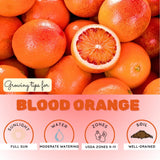 Blood Orange Citrus Plant Live, Blood Orange Plant Live, Grafted Citrus Tree, Fruit Tree, 2 to 3 Feet Tall for Outdoor Gardening