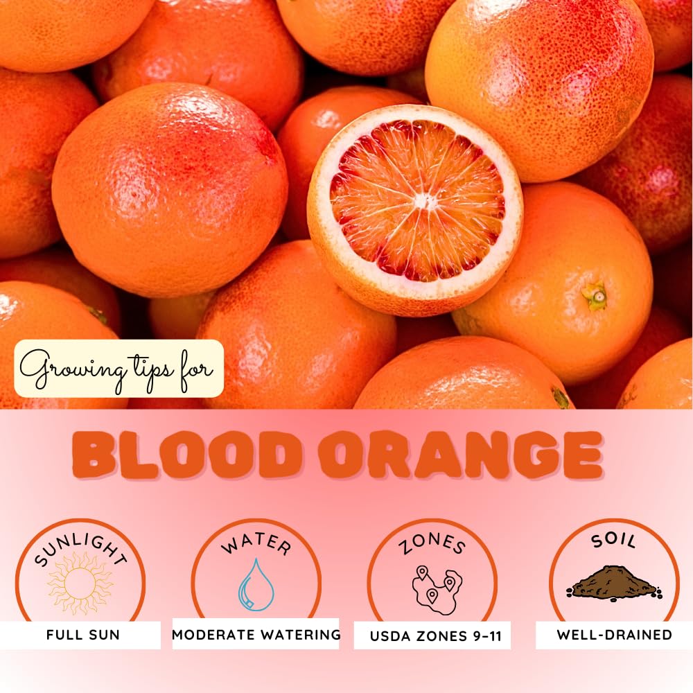 Blood Orange Citrus Plant Live, Blood Orange Plant Live, Grafted Citrus Tree, Fruit Tree, 2 to 3 Feet Tall for Outdoor Gardening