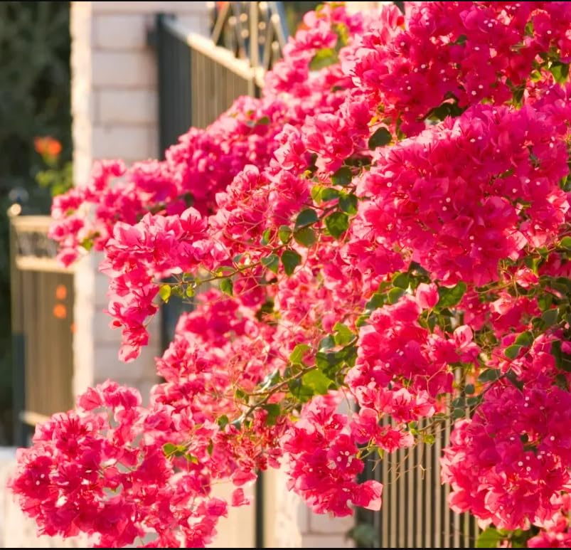 2 Trailing Bougainvillea Plants Live, Hardy Flowering Bougainvillea Plants for Hanging Basket, Container Growing, 4-8 Inches Tall (Pinkish)