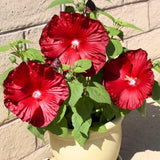 Red Hibiscus Plant Live, Hardy Hibiscus Flowers for Outdoor Landscapes, 5-9 Inch Height, Ornamental Hibiscus Bush Shrub, Well-Rooted, No Pot